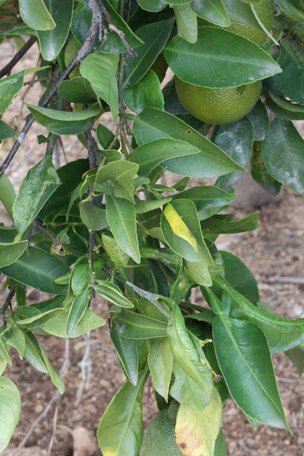            Sun leaves (Riverside, CA)   